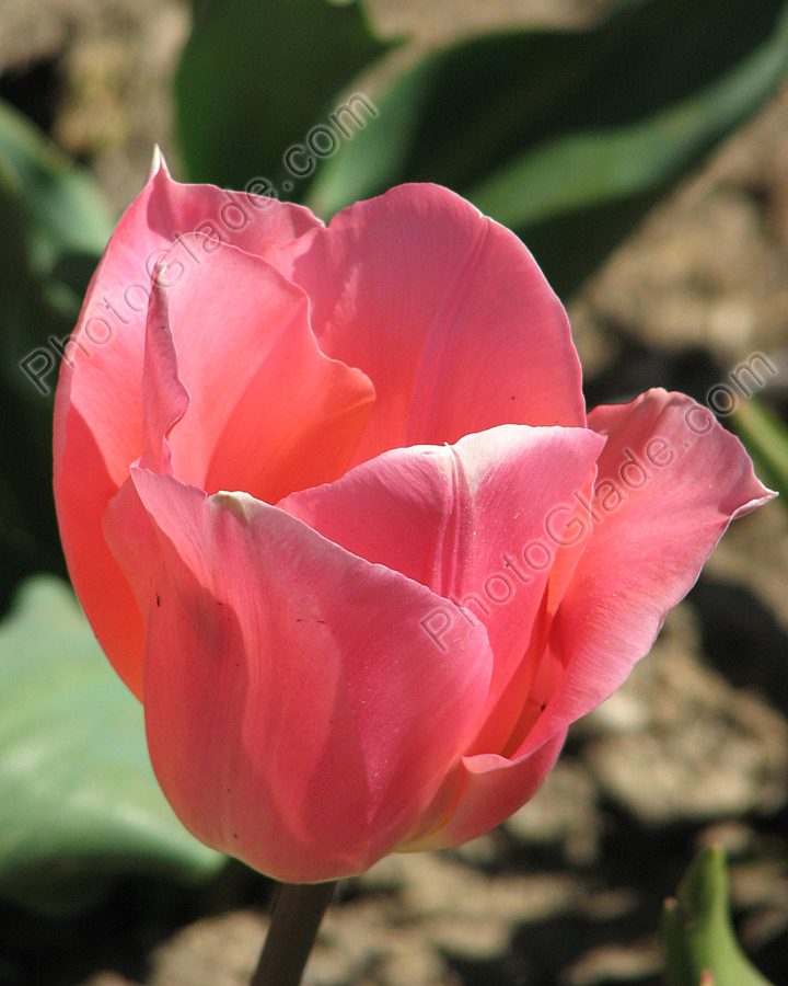 Розовый тюльпан с заострёнными лепестками.
