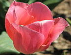 Розовый тюльпан с заострёнными лепестками. 
Размер: 720x900. 
Размер файла: 573.00 КБ