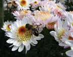 Пчела на цветке белых хризантем Медея. 
Размер: 720x521. 
Размер файла: 331.35 КБ