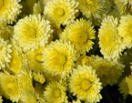 Бледно-желтые садовые хризантемы Лунная Серенада. 
Размер: 720x540. 
Размер файла: 435.95 КБ