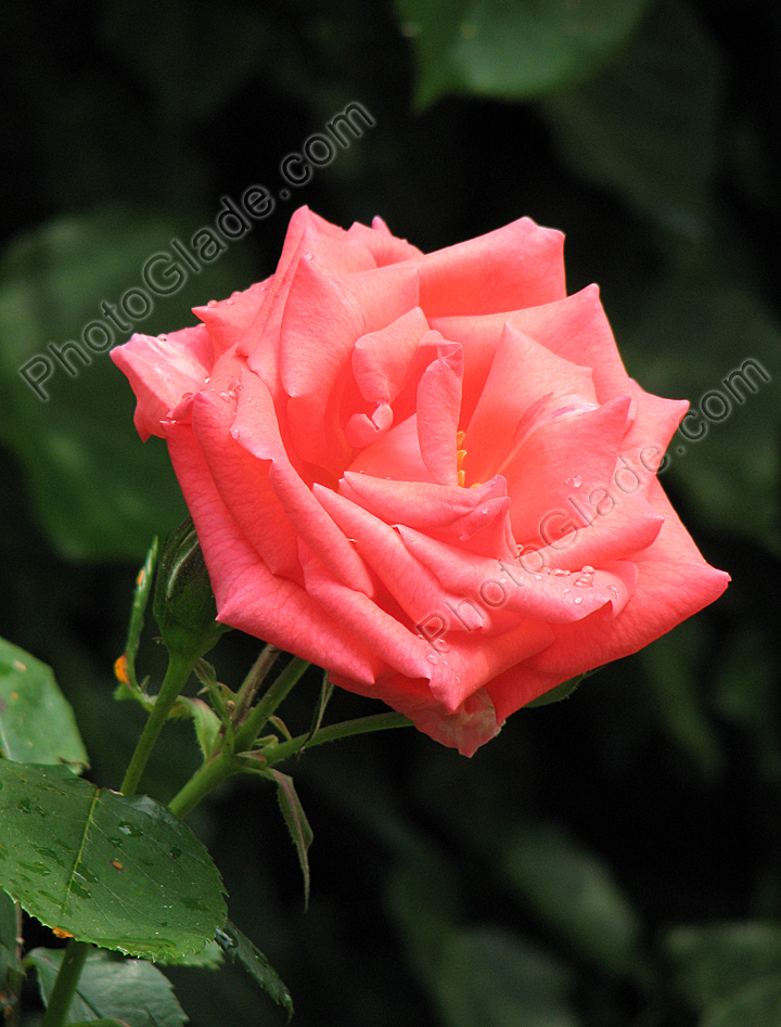 Оранжево-розовая роза Rosanna.