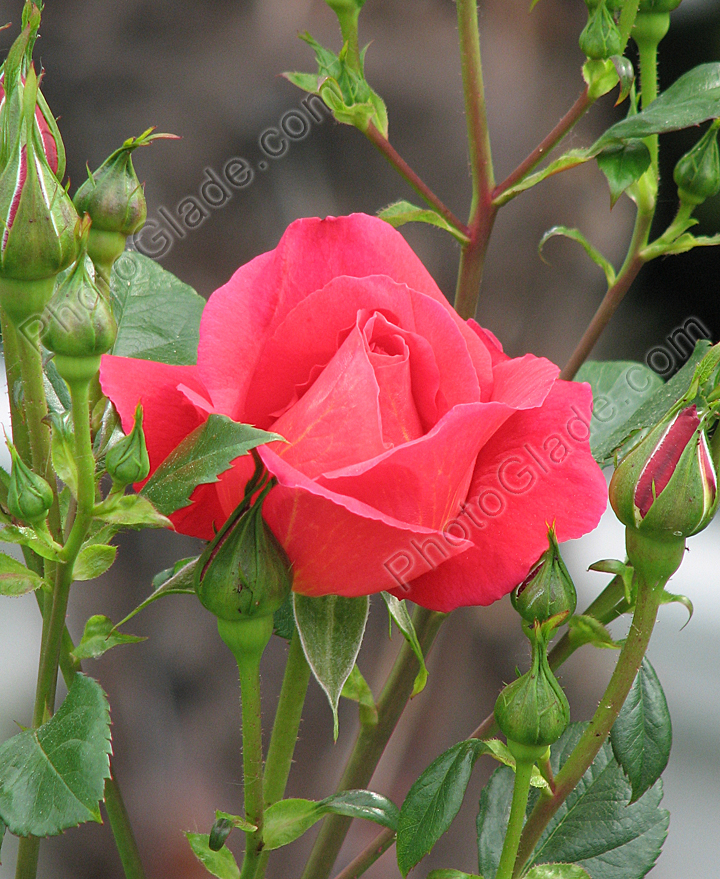 Расцветающая роза Херсонес отечественной селекции.