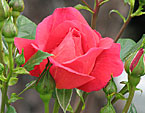Расцветающая роза Херсонес отечественной селекции. 
Размер: 720x879. 
Размер файла: 703.98 КБ