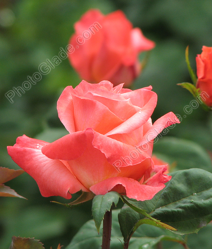 Расцветающая роза Лезгинка.