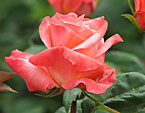 Расцветающая роза Лезгинка. 
Размер: 720x846. 
Размер файла: 518.88 КБ