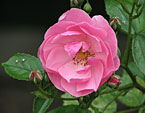 Роза Angelica с бутонами. 
Размер: 720x551. 
Размер файла: 391.16 КБ