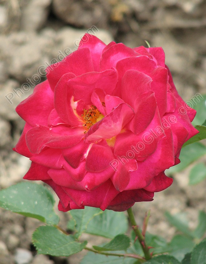 Ярко-красная роза Маричка.