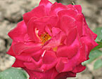 Ярко-красная роза Маричка. 
Размер: 720x925. 
Размер файла: 621.50 КБ