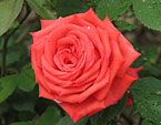 Оранжевая роза Огни Ялты селекции НБС. 
Размер: 720x559. 
Размер файла: 377.58 КБ