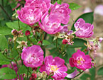 Цветущие розы Mr. Bluebird. 
Размер: 720x884. 
Размер файла: 690.06 КБ