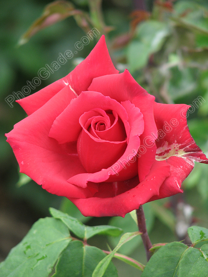 Красная роза Эротика (Erotica).