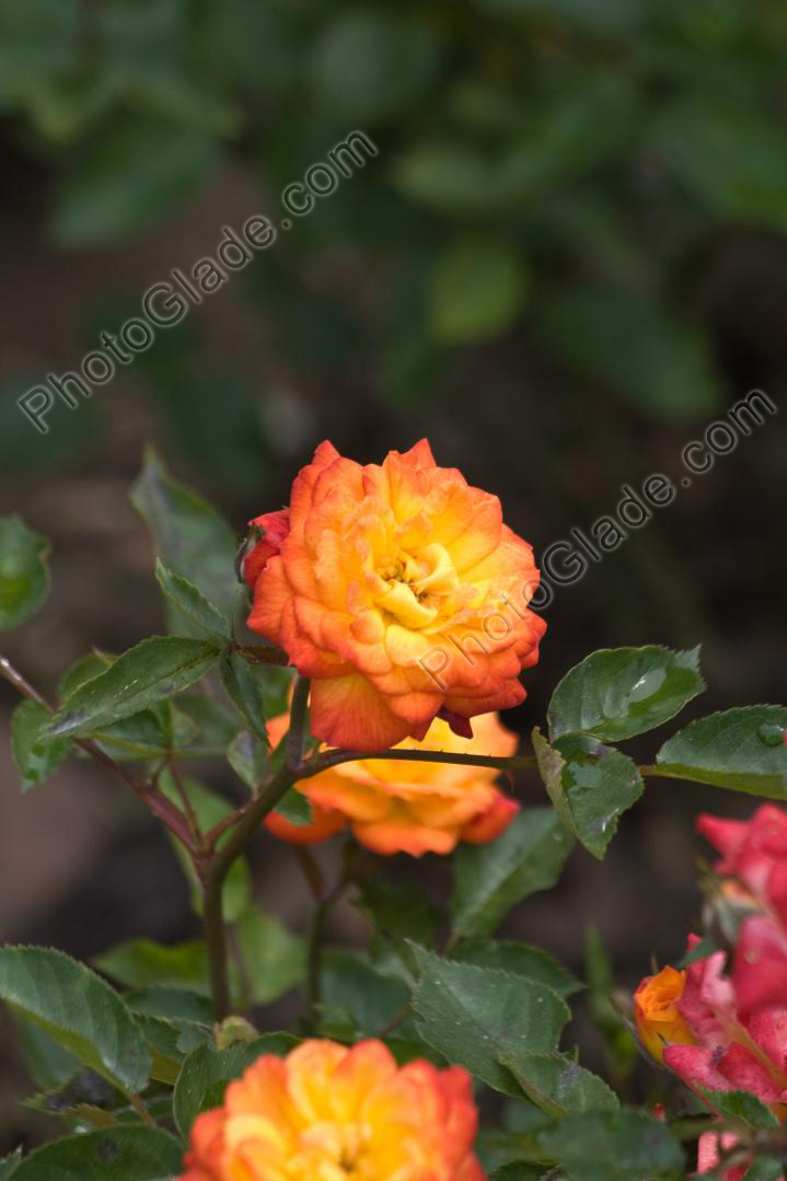Жёлто-оранжевая роза Sunmaid.