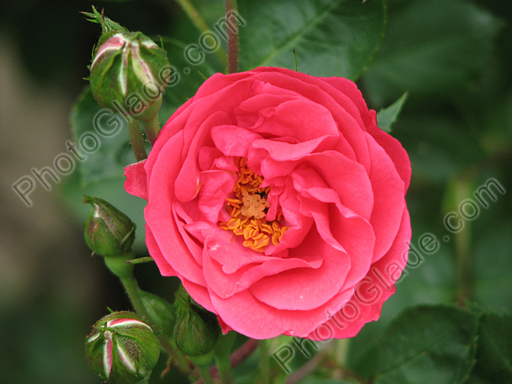 Розовая роза Девичьи Грёзы.