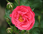 Розовая роза Девичьи Грёзы. 
Размер: 720x540. 
Размер файла: 361.84 КБ