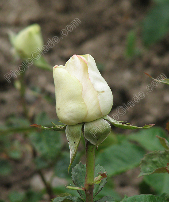 Бутон белой розы Dolce Vita.