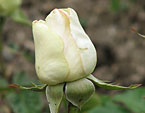 Бутон белой розы Dolce Vita. 
Размер: 720x861. 
Размер файла: 538.35 КБ