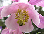 Тычинки в розовом цветке водосбора. 
Размер: 720x545. 
Размер файла: 359.87 КБ