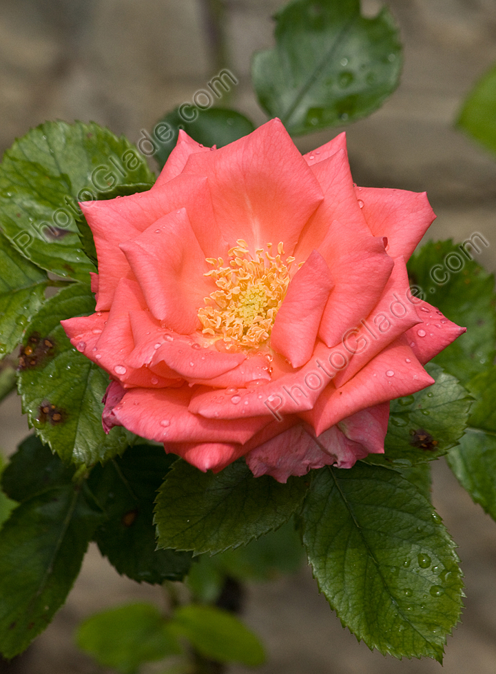 Раскрытый цветок розы Розанна (Rosanna).