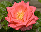 Раскрытый цветок розы Розанна (Rosanna). 
Размер: 720x978. 
Размер файла: 576.04 КБ