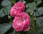 Две розовые розы Ангелика (Angelica). 
Размер: 720x931. 
Размер файла: 402.88 КБ