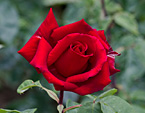 Чайно-гибридная роза Erotika. 
Размер: 720x963. 
Размер файла: 424.23 КБ
