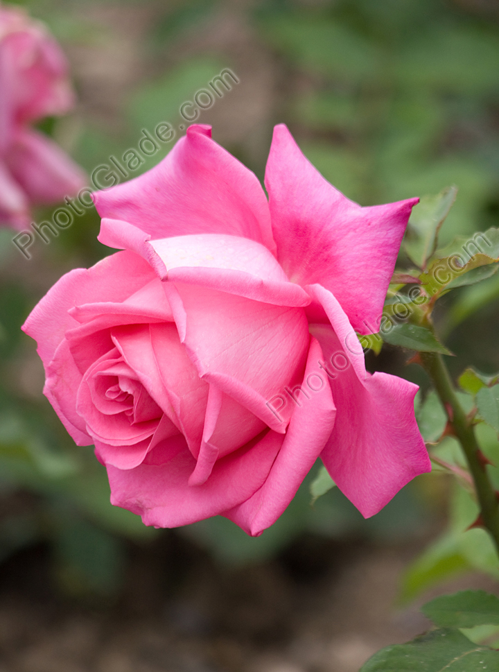Розовая роза Peter Frankenfeld.
