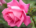 Розовая роза Peter Frankenfeld. 
Размер: 720x969. 
Размер файла: 435.91 КБ