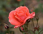 Роза Коралловый Сюрприз с росой на лепестках. 
Размер: 720x551. 
Размер файла: 262.79 КБ