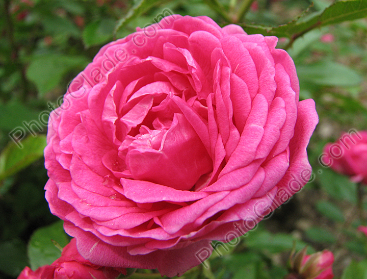 Махровый цветок розы Розовый Вальс.