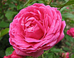 Махровый цветок розы Розовый Вальс. 
Размер: 720x547. 
Размер файла: 431.42 КБ