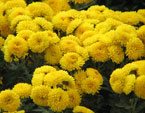 Мелкие желтые хризантемы на клумбе. 
Размер: 720x578. 
Размер файла: 482.73 КБ