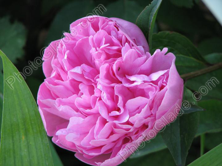Распускающийся цветок пиона розового.