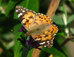 Бабочка-репейница на фиолетовом цветке. 
Размер: 720x587. 
Размер файла: 352.49 КБ
