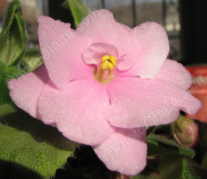 Цветок розовой фиалки (сенполии).