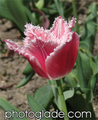 Бахромчатый тюльпан Бэлл Сонг